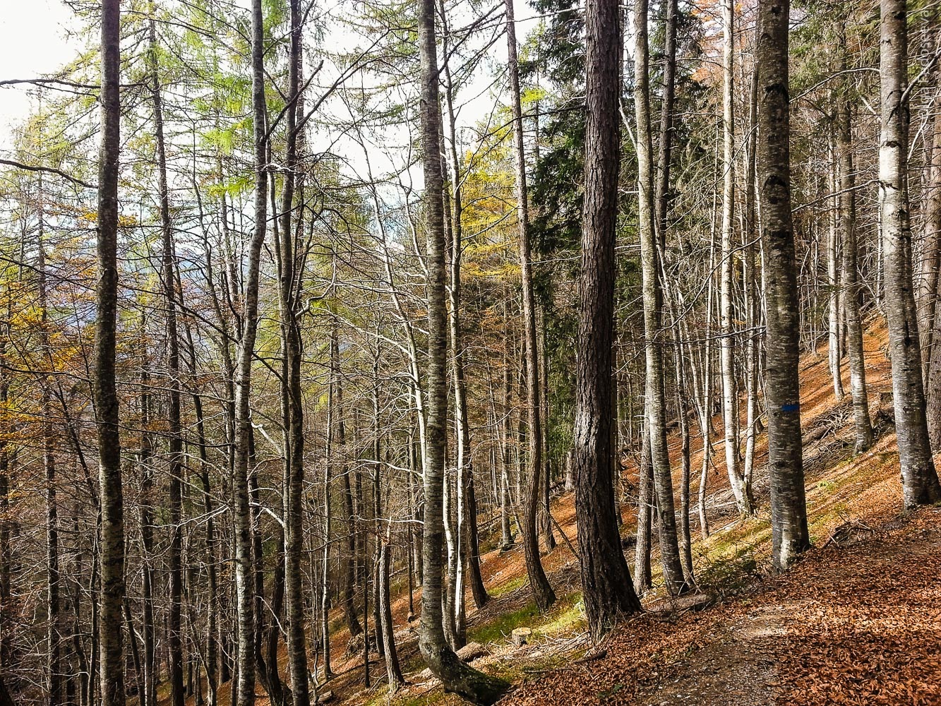 Fall in the Alps